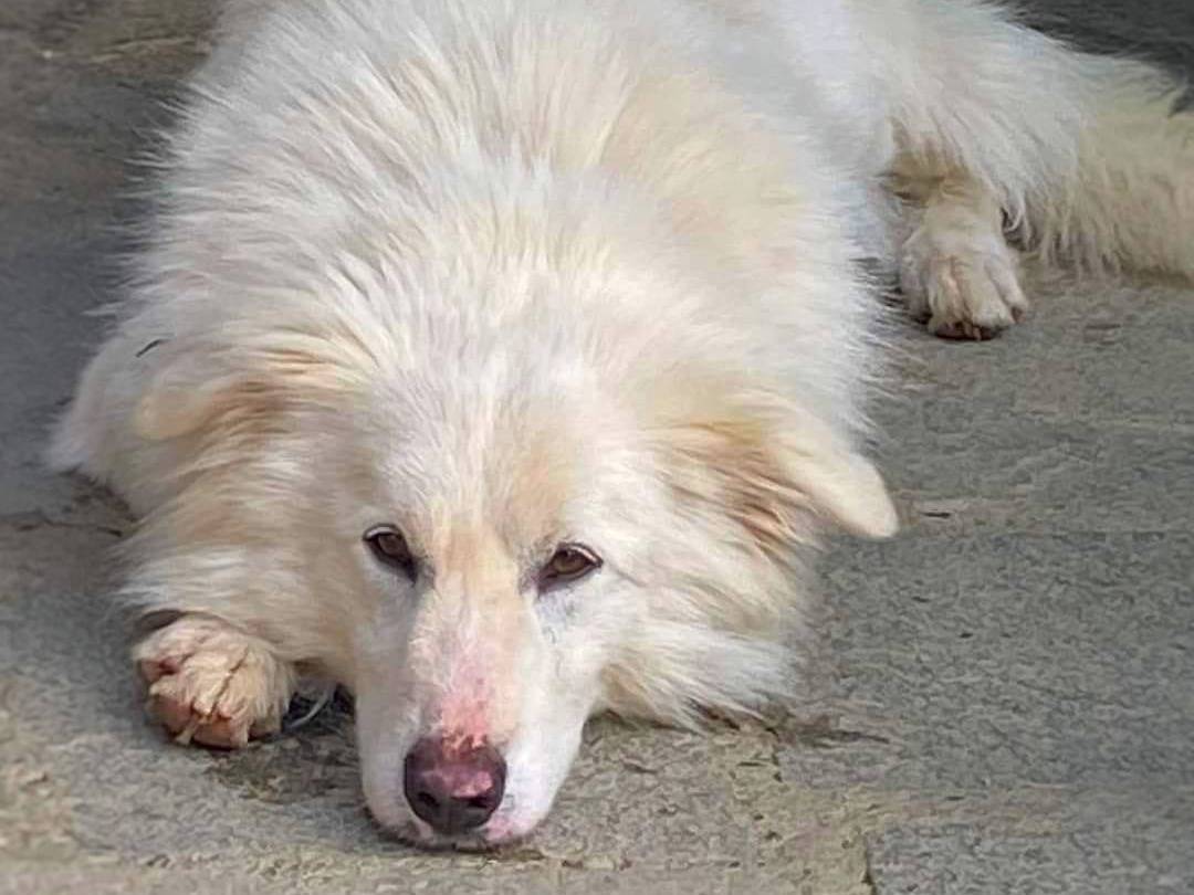 Vuoi adottare un cane a Pavia?