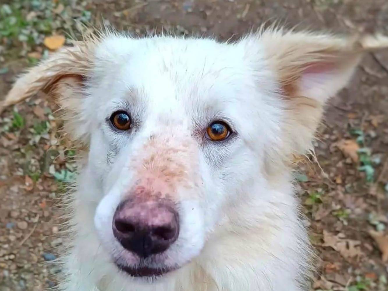 Adotta il cane JOY a Pavia