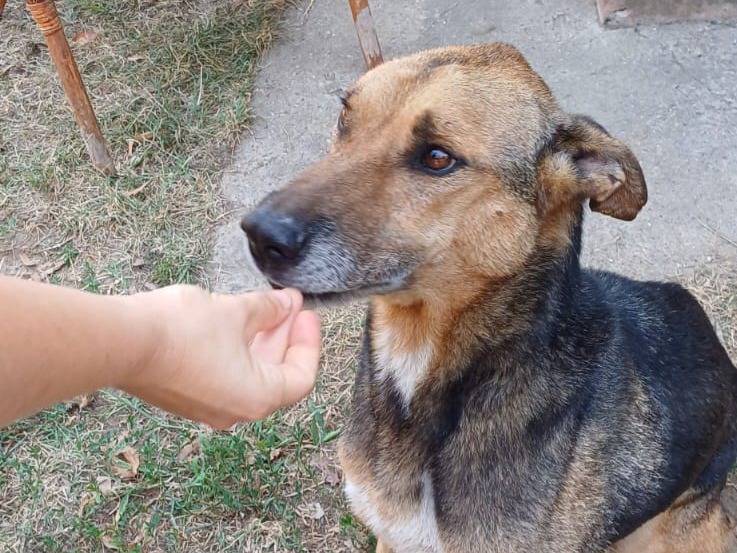 Adotta un cane, maschio, 10 anni  e 2 mesi , Pavia