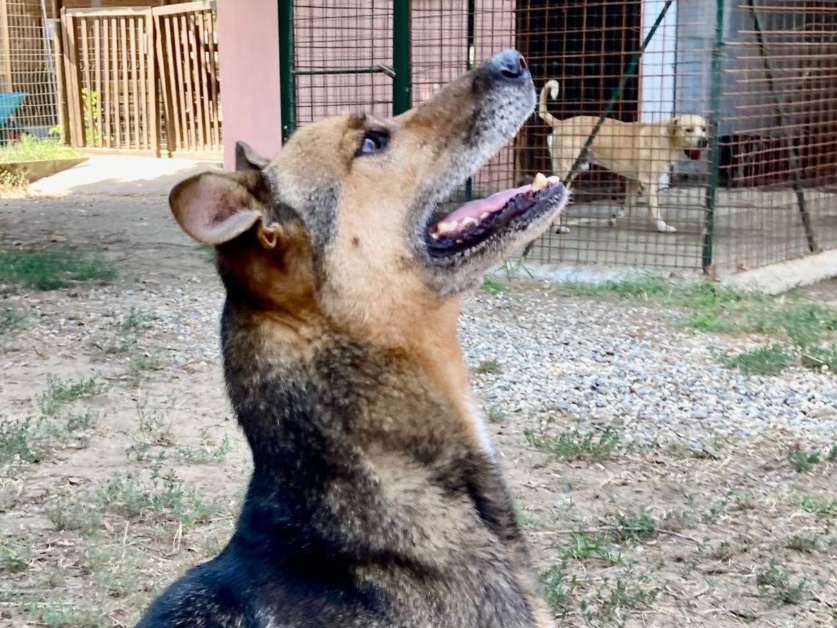 Adotta un cane, taglia grande, maschio, Pavia