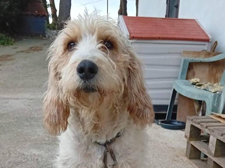 Adozione cane, maschio, meticcio, 7 anni e 1 mese, taglia grande, Crotone
