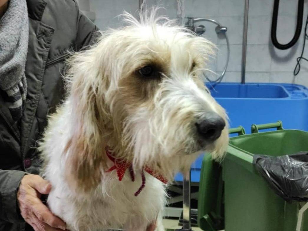 Adotta un cane, maschio, 7 anni e 1 mese, Crotone