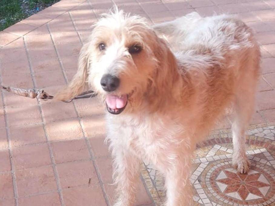Adotta un cane, taglia grande, maschio, Crotone