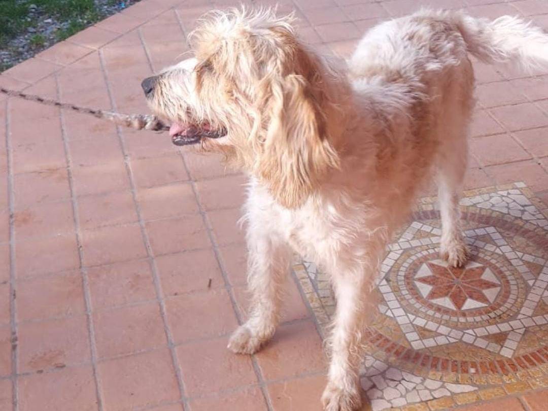 Vuoi adottare un cane a Crotone?