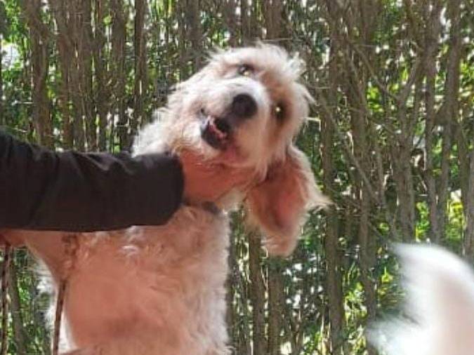Adotta il cane SPIKE  a Crotone