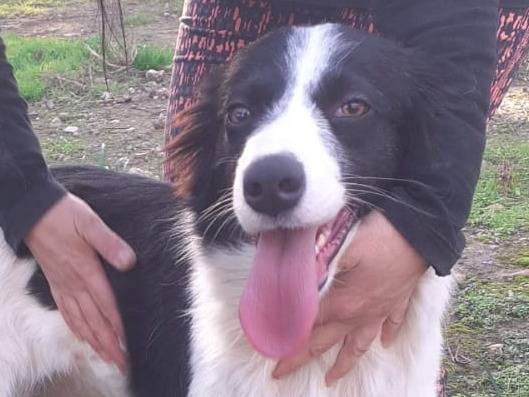 Vuoi adottare un cane a Crotone?