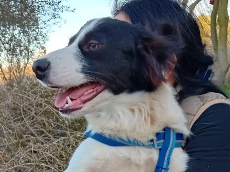 Adotta il cane LADY  a Crotone