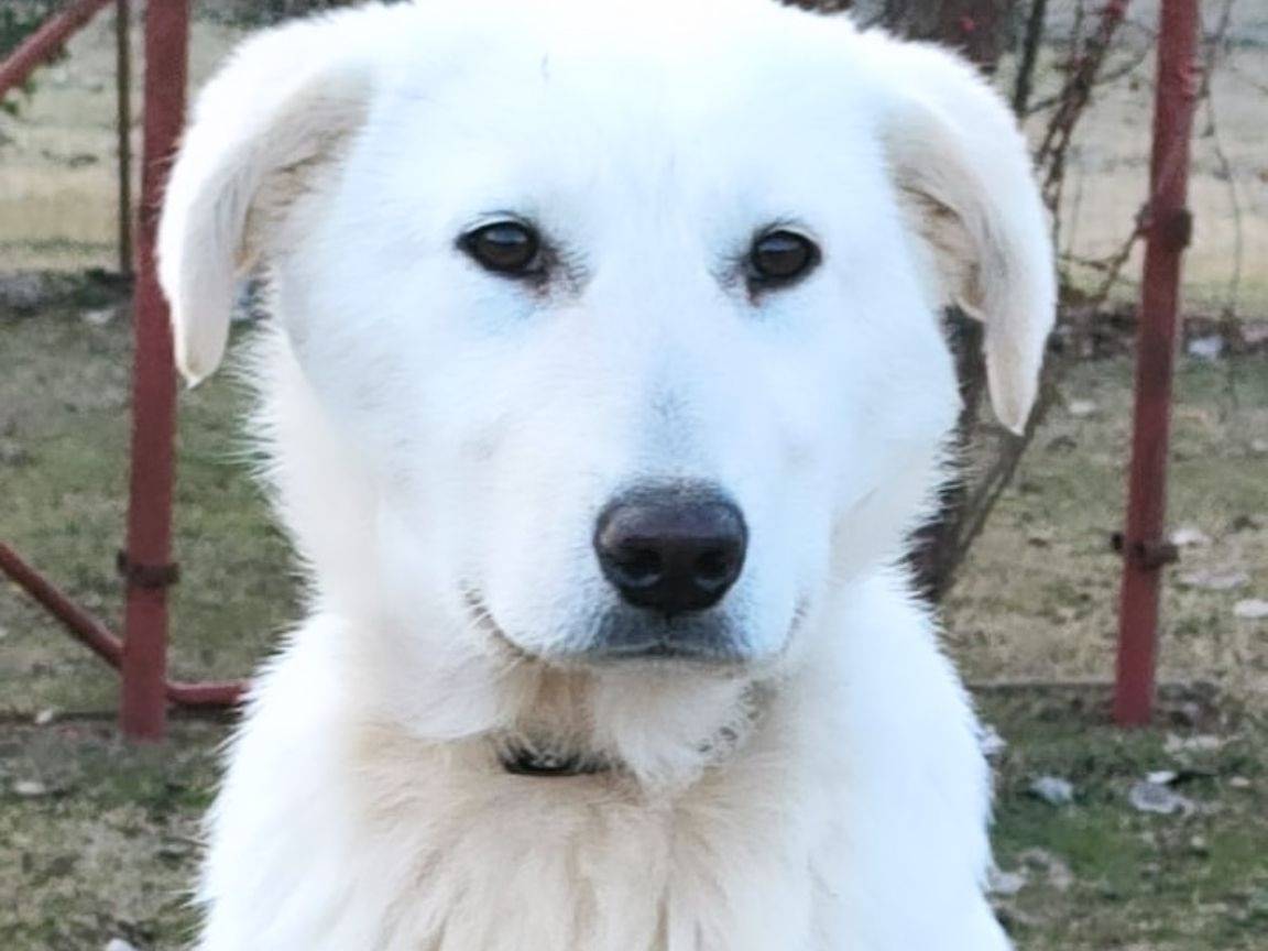 Adozione cane, femmina, meticcio, 2 anni e 2 mesi, taglia media, Parma