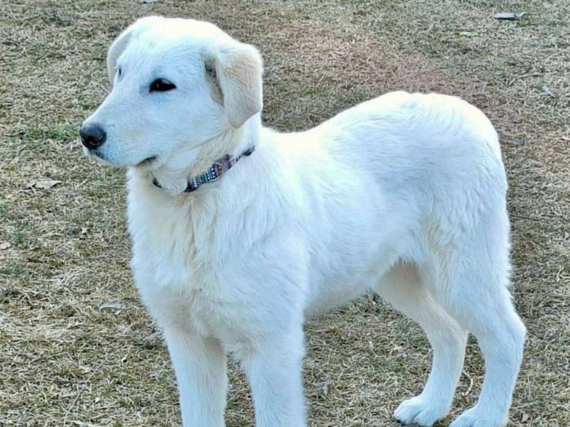 Adotta il cane CASTAGNA  a Parma