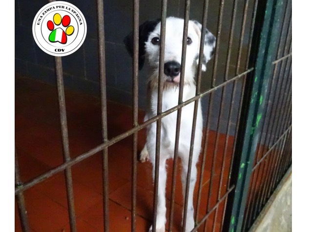 Adozione cane, maschio, meticcio, 3 anni e 8 mesi, taglia piccola, Como