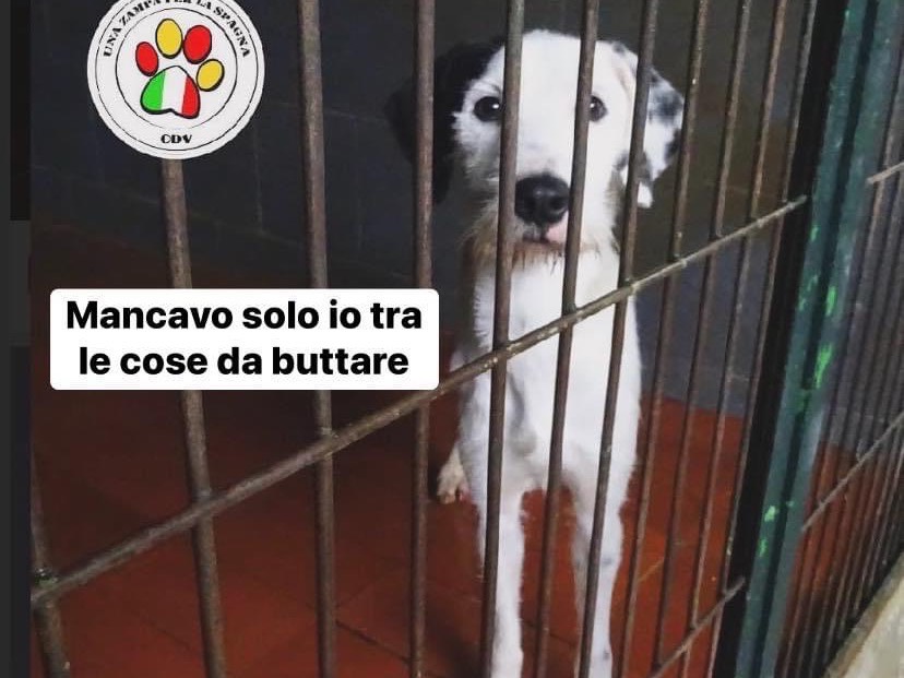 Adotta un cane, maschio, 3 anni e 8 mesi, Como