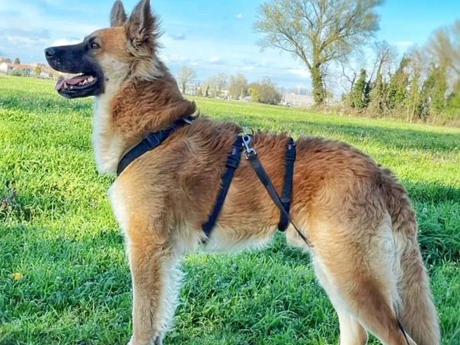 Adotta un cane, maschio, 4 anni  e 6 mesi , Milano
