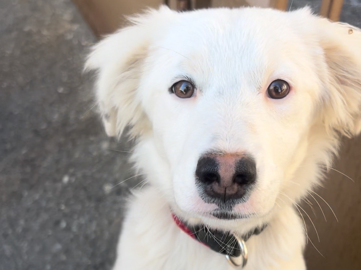 Vuoi adottare un cane a Catanzaro?
