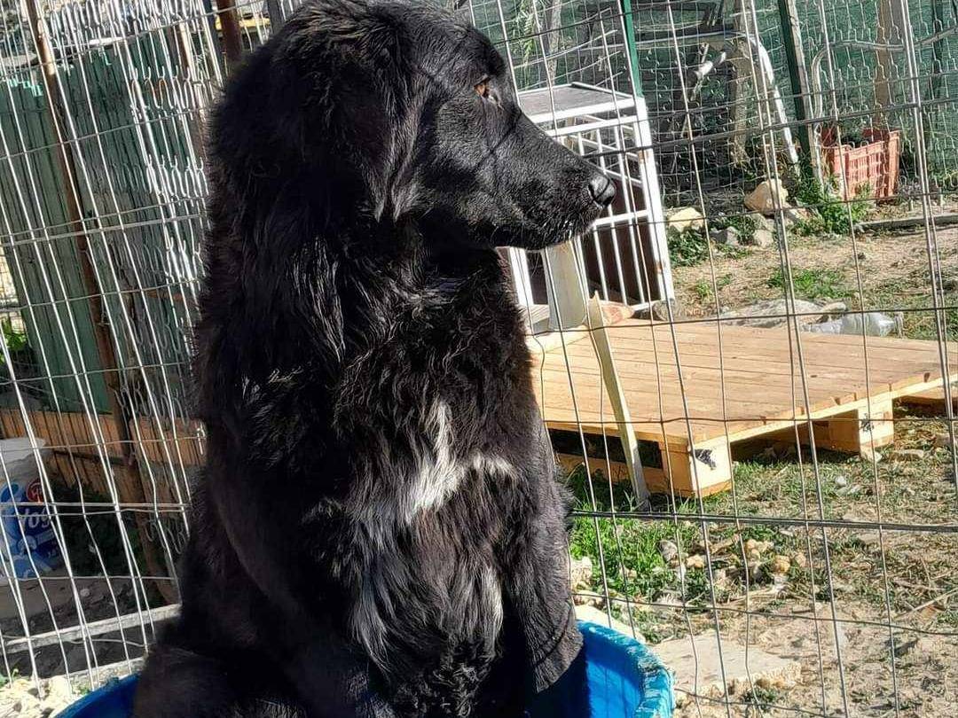 Adotta un cane, taglia media, femmina, Catania
