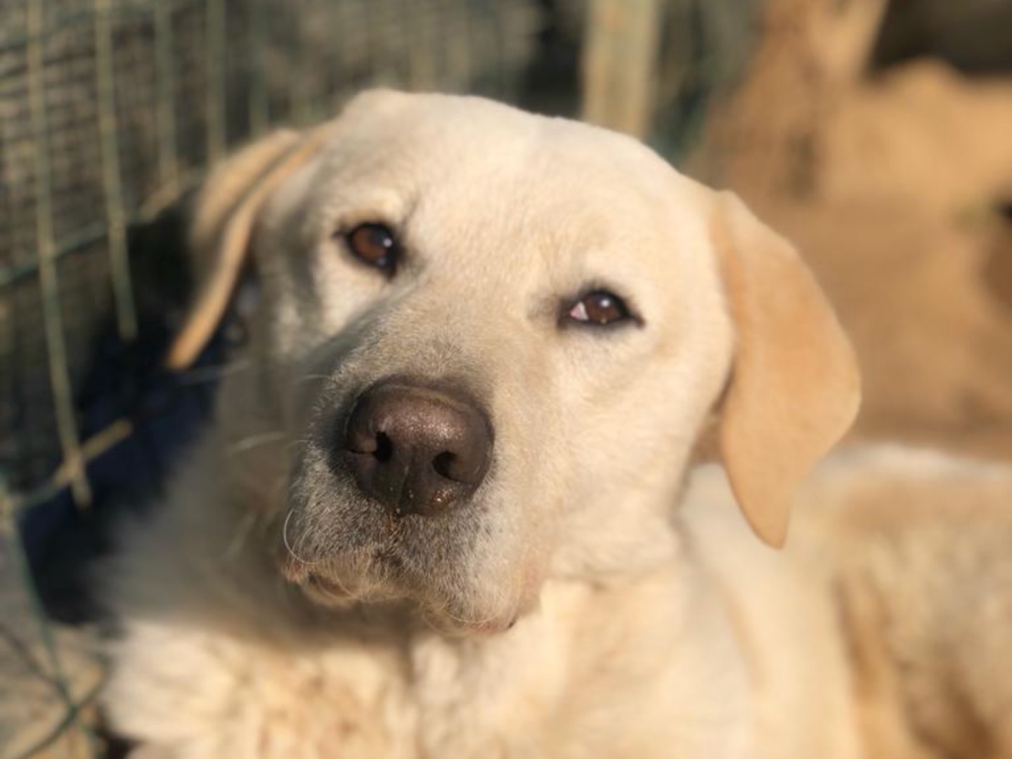 Adozione cane, maschio, meticcio, 3 anni  e 11 mesi , taglia grande, Como