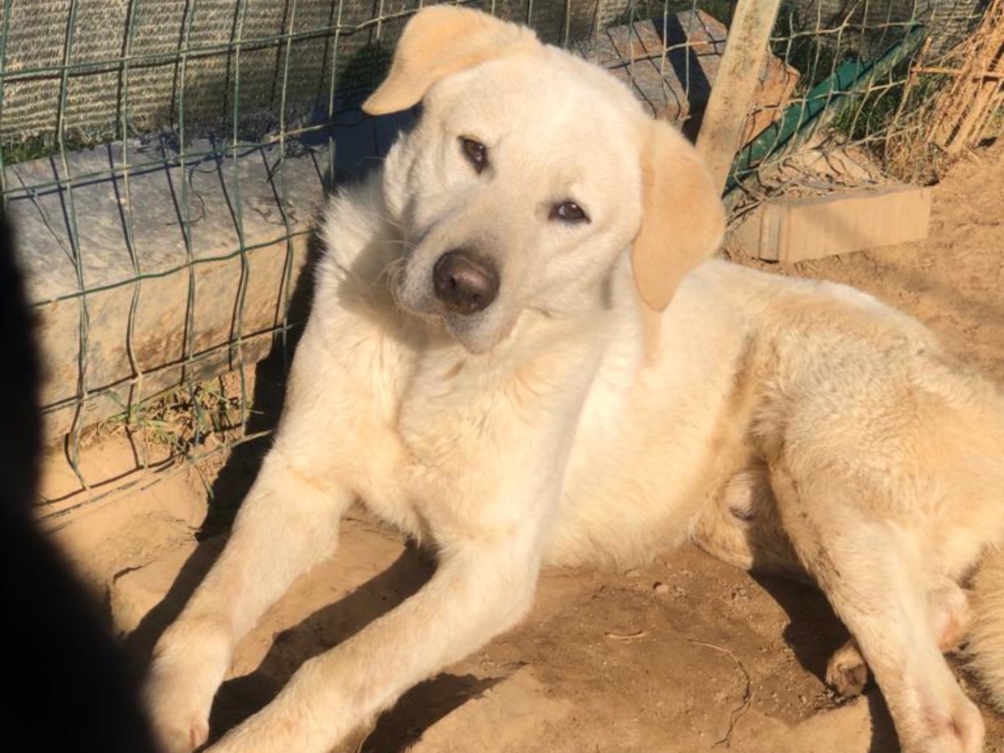 Adotta un cane, maschio, 3 anni  e 11 mesi , Como