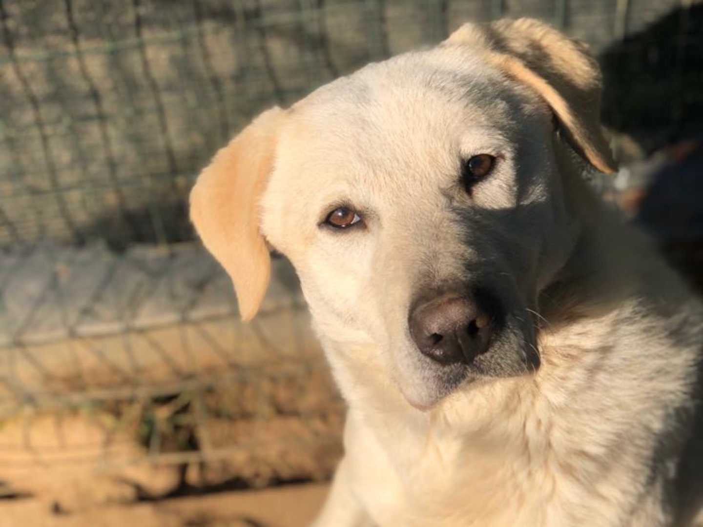 Adotta un cane, taglia grande, maschio, Como