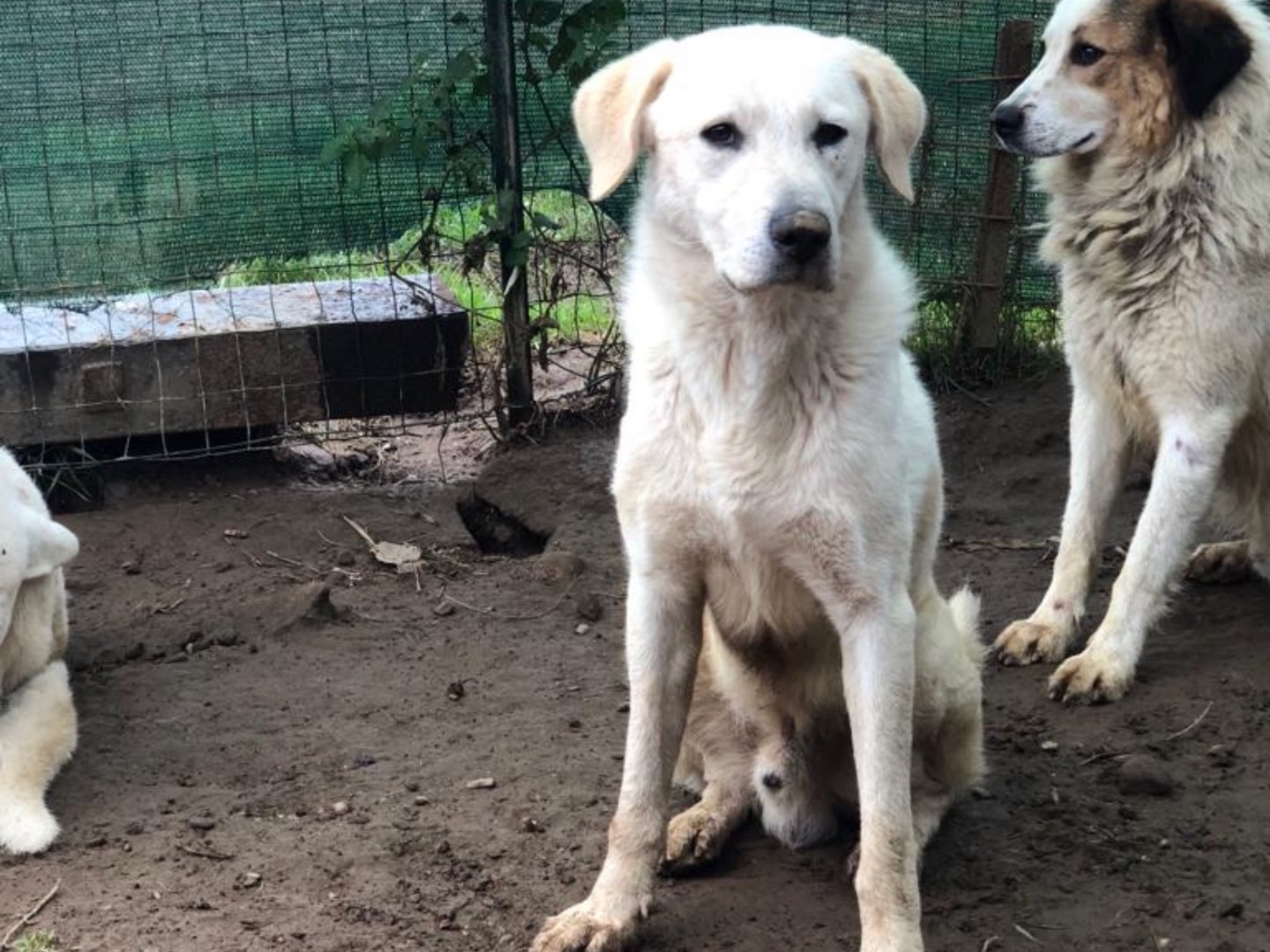 Vuoi adottare un cane a Como?