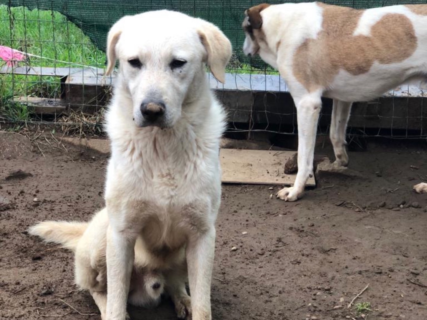 Adotta il cane Cesare a Como