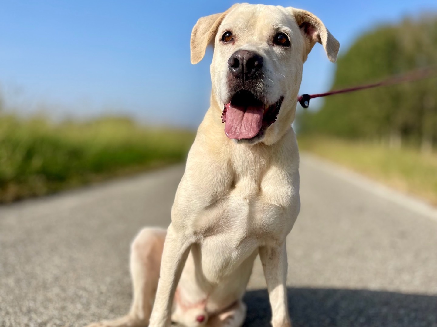 Adotta un cane, maschio, 8 anni  e 7 mesi , Como