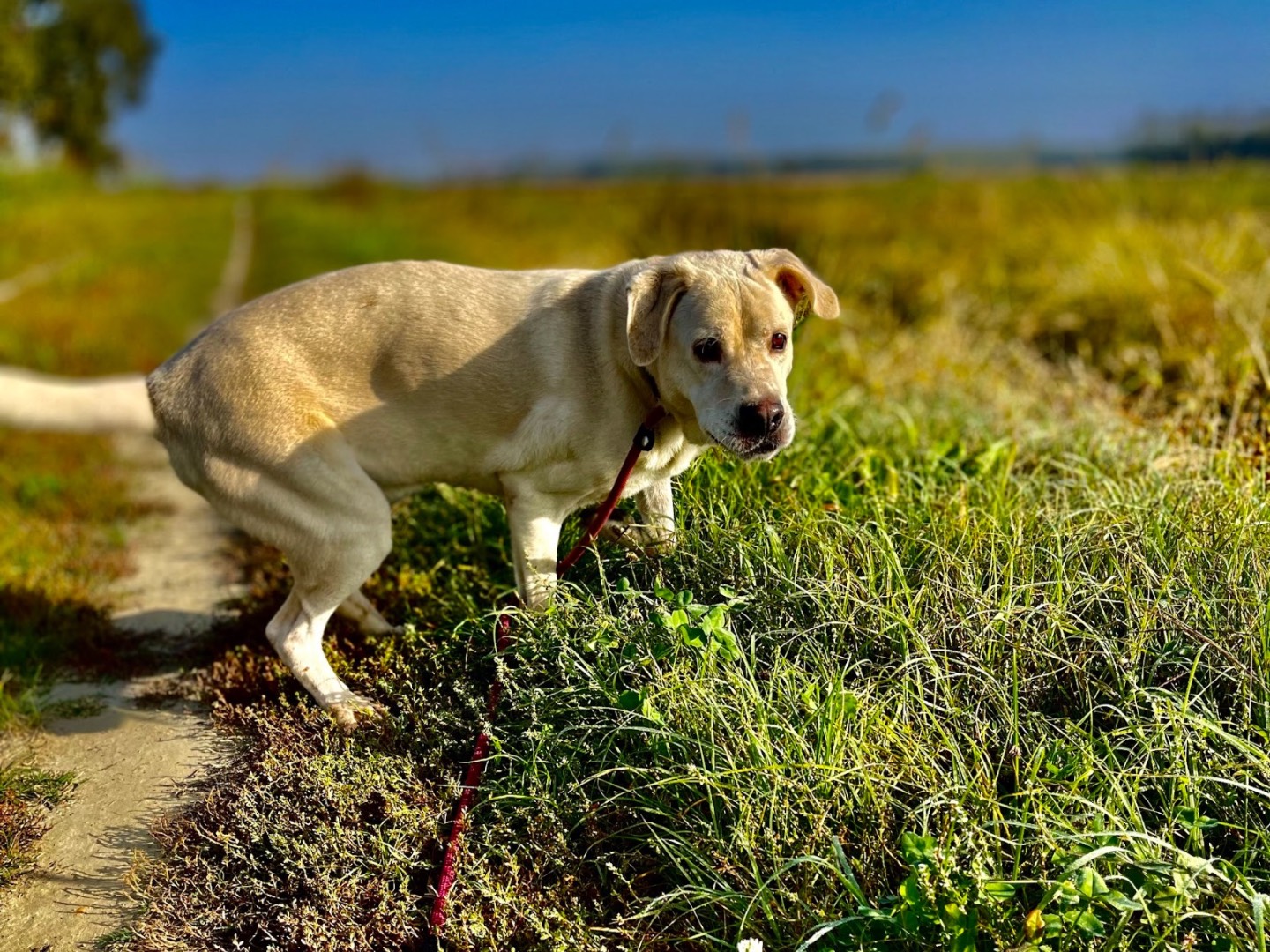 Adotta un cane, taglia grande, maschio, Como