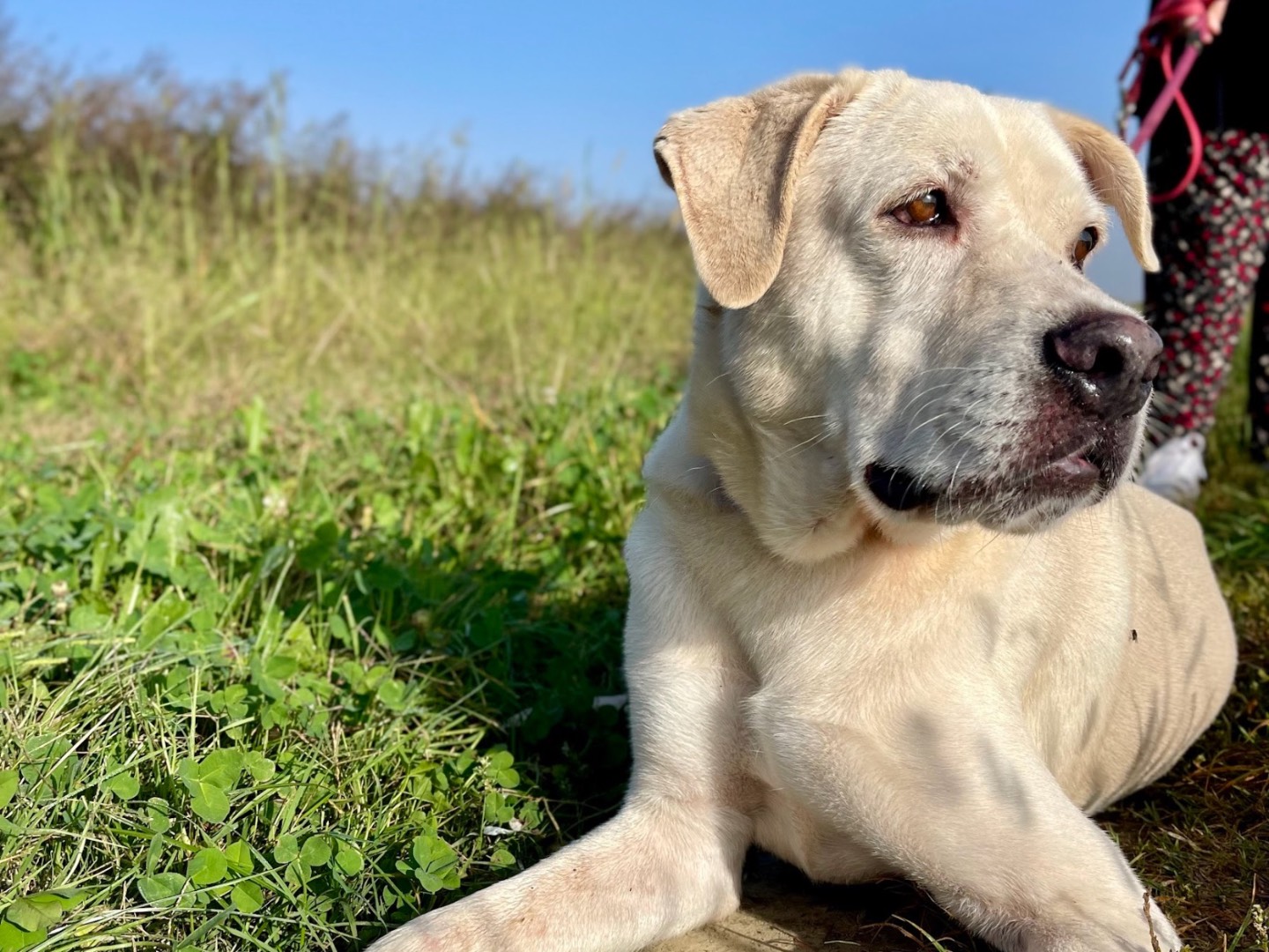 Vuoi adottare un cane a Como?