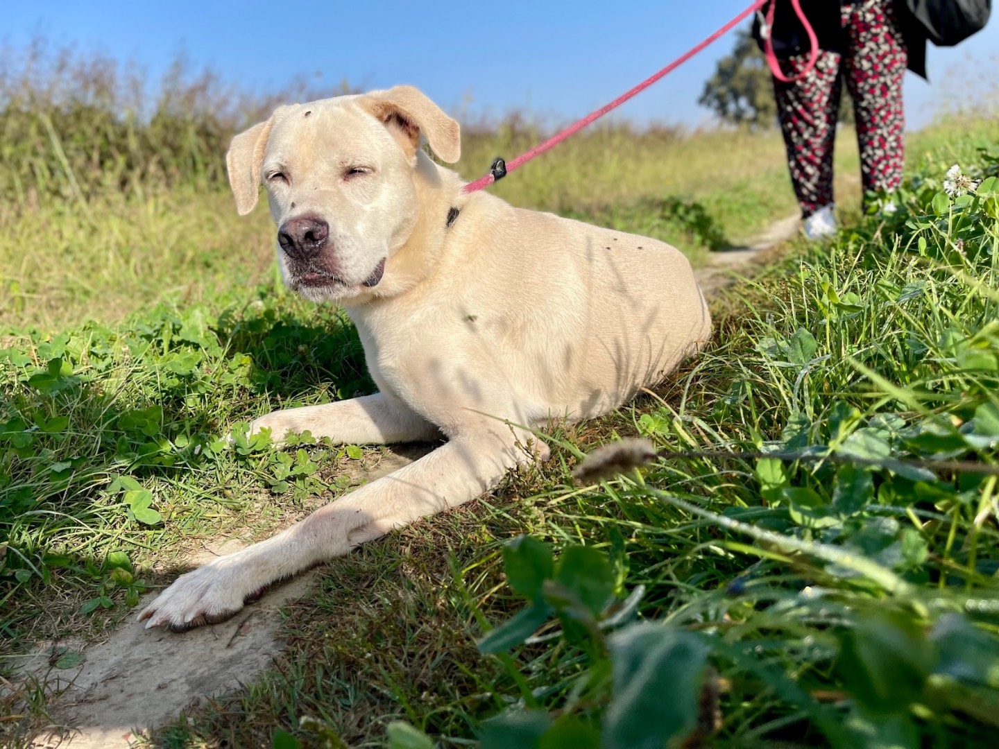 Adotta il cane Dekò  a Como