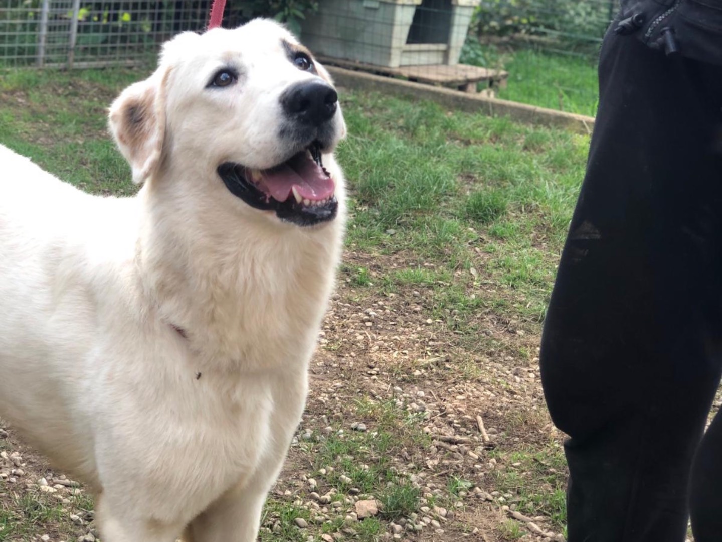 Adotta un cane, maschio, 3 anni  e 5 mesi , Como
