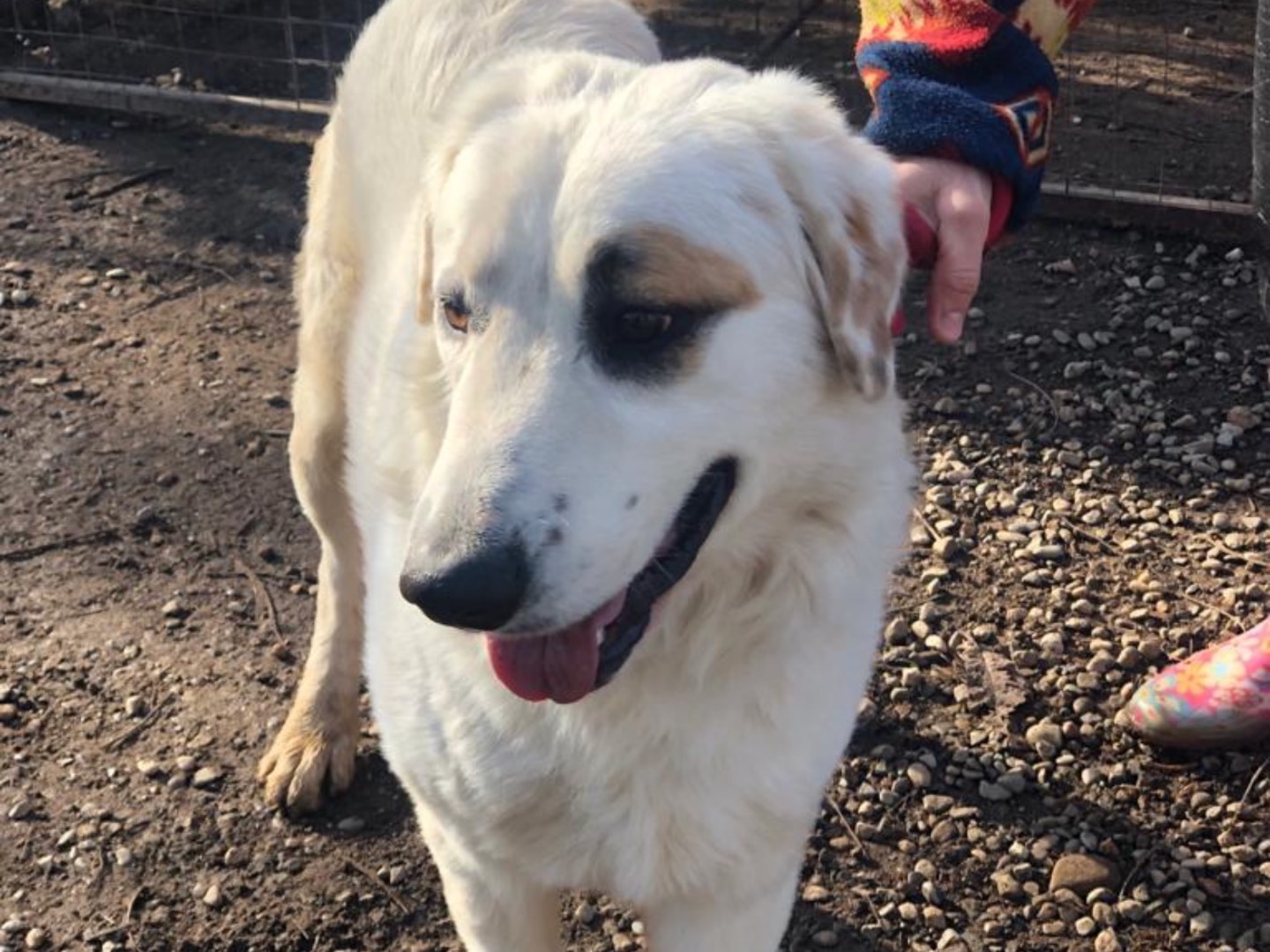 Adotta un cane, taglia grande, maschio, Como