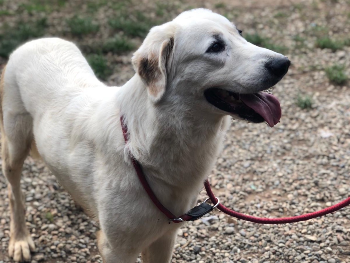 Adotta il cane Sansone a Como