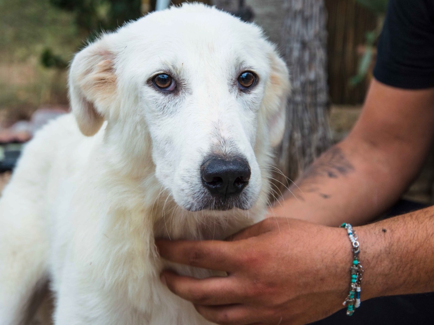 Adotta un cane, femmina, 3 anni  e 4 mesi , Palermo