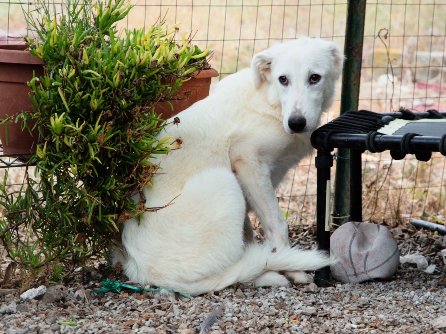 Adotta un cane, taglia grande, femmina, Palermo