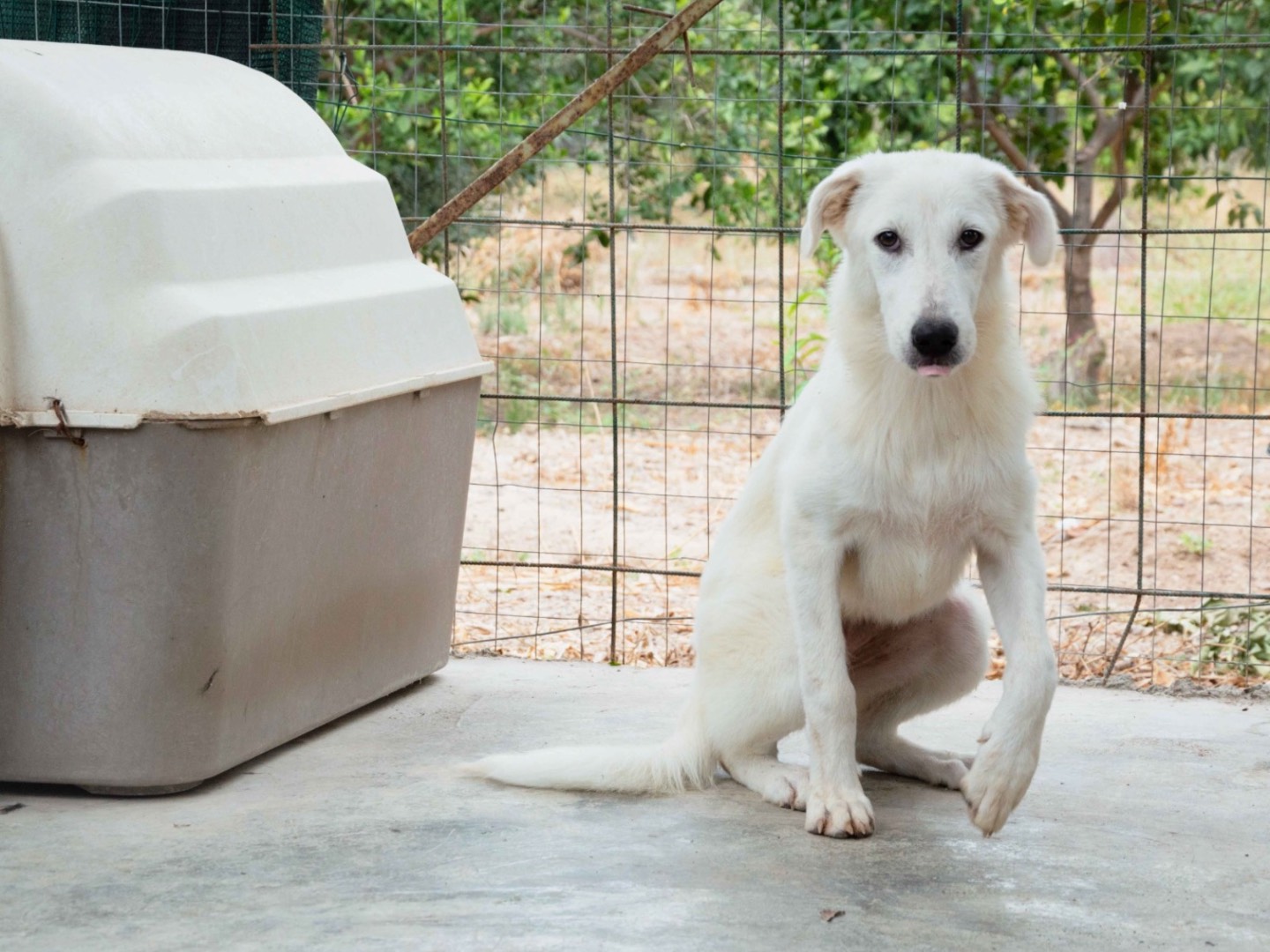 Vuoi adottare un cane a Palermo?