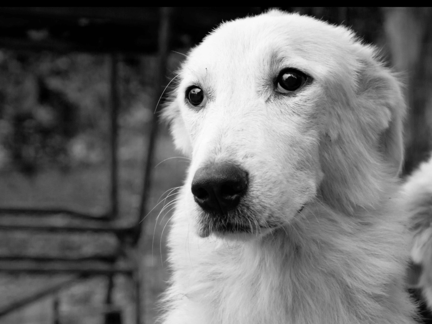Adotta il cane Luna  a Palermo