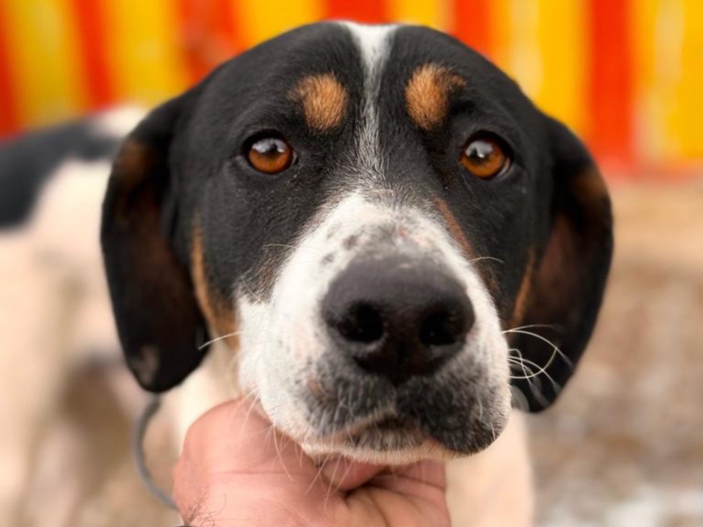 Foto dell'animale