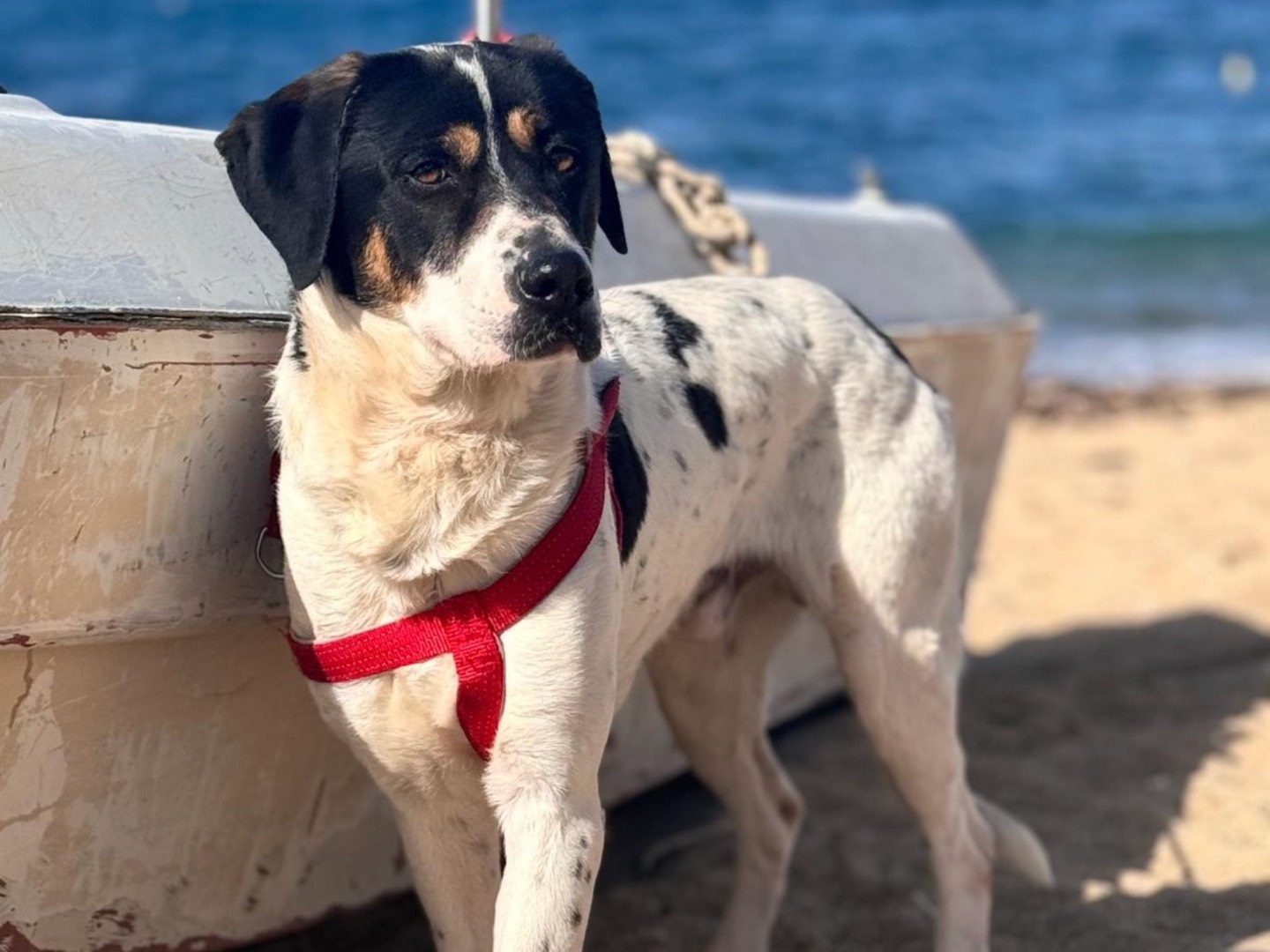 Adotta un cane, maschio, 4 anni  e 1 mese, Palermo