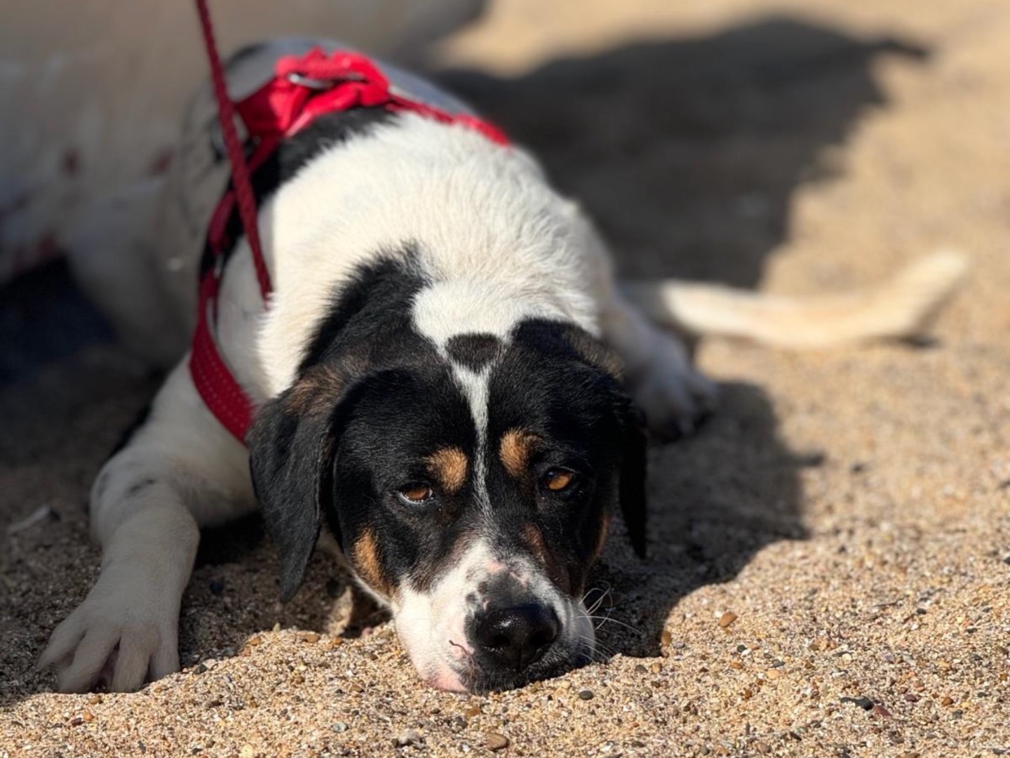 Adotta un cane, taglia grande, maschio, Palermo