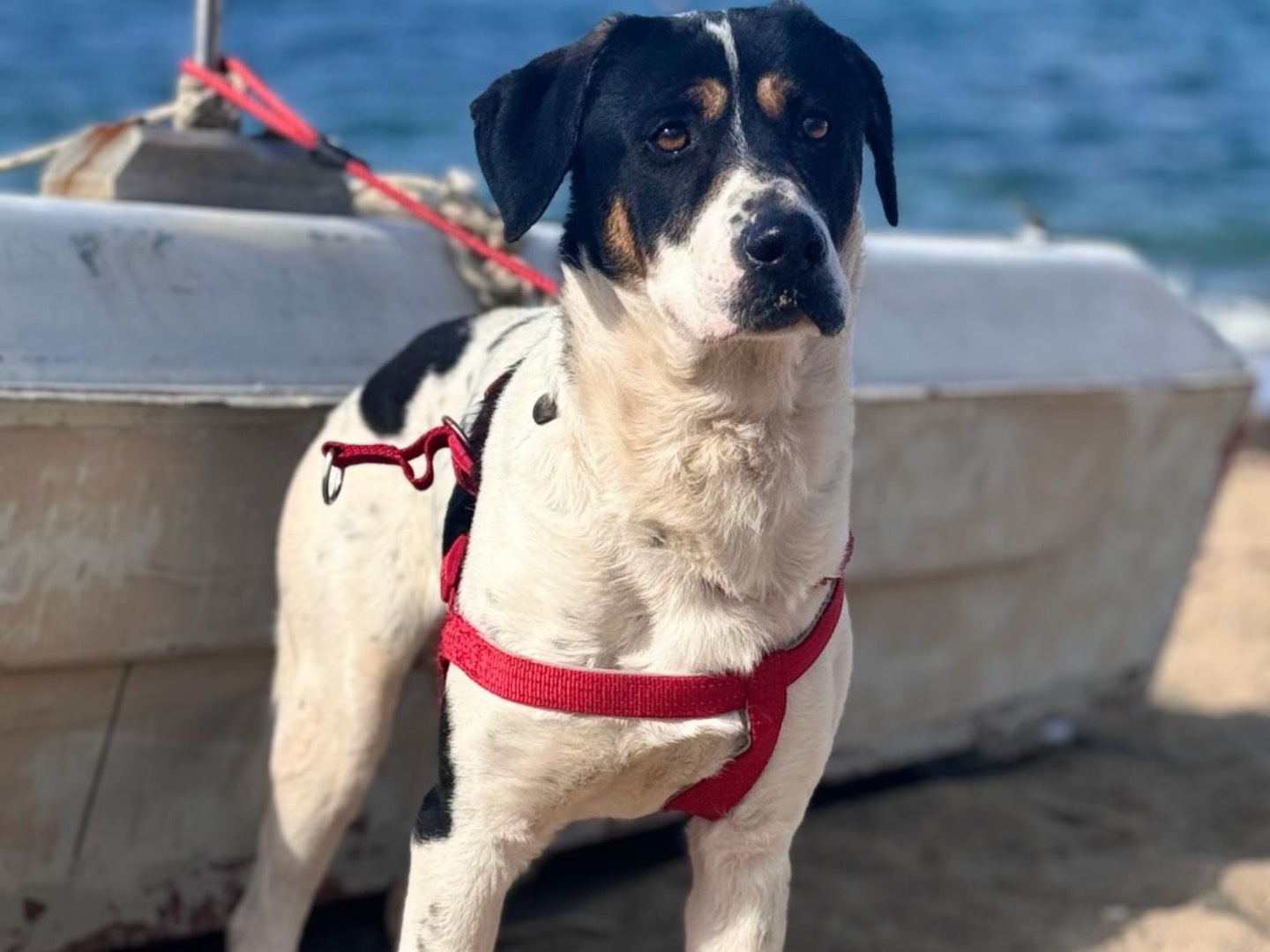 Vuoi adottare un cane a Palermo?