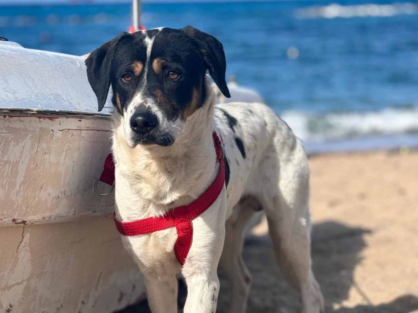 Adotta il cane Pongo a Palermo