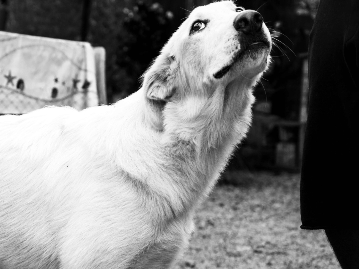 Adotta un cane, maschio, 3 anni  e 2 mesi , Palermo