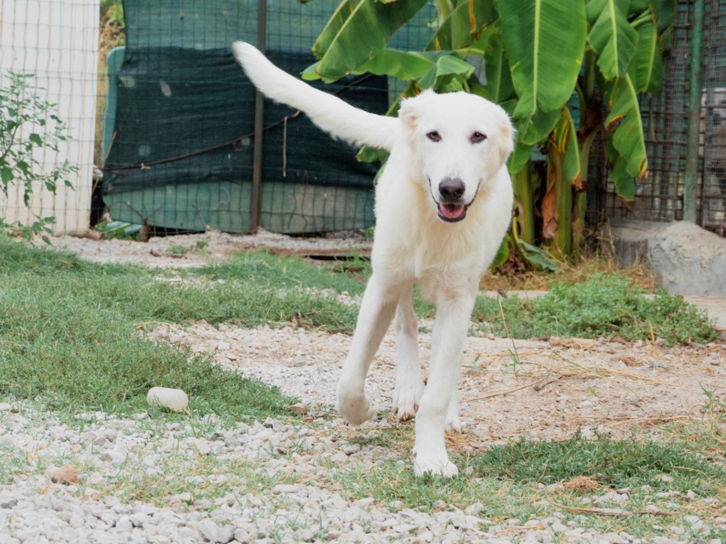 Adotta un cane, taglia grande, maschio, Palermo