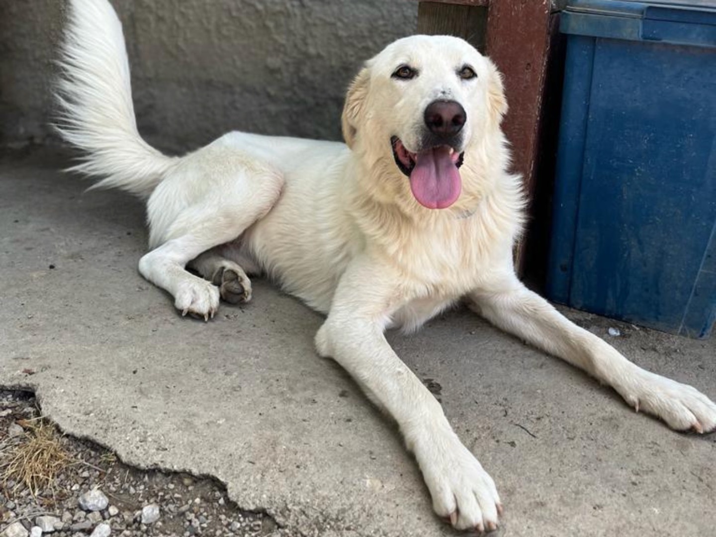 Vuoi adottare un cane a Palermo?