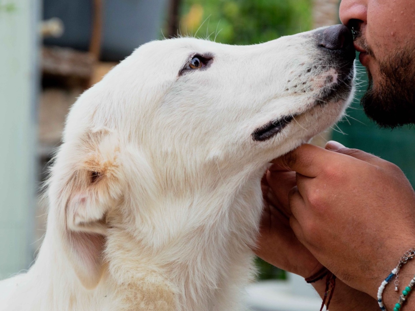 Adotta il cane Sole a Palermo