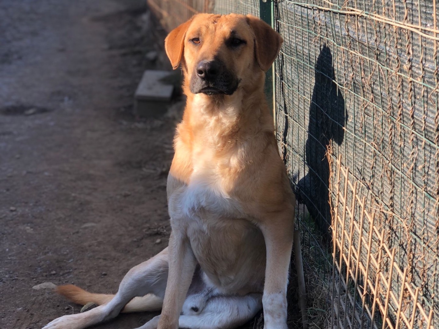 Foto dell'animale