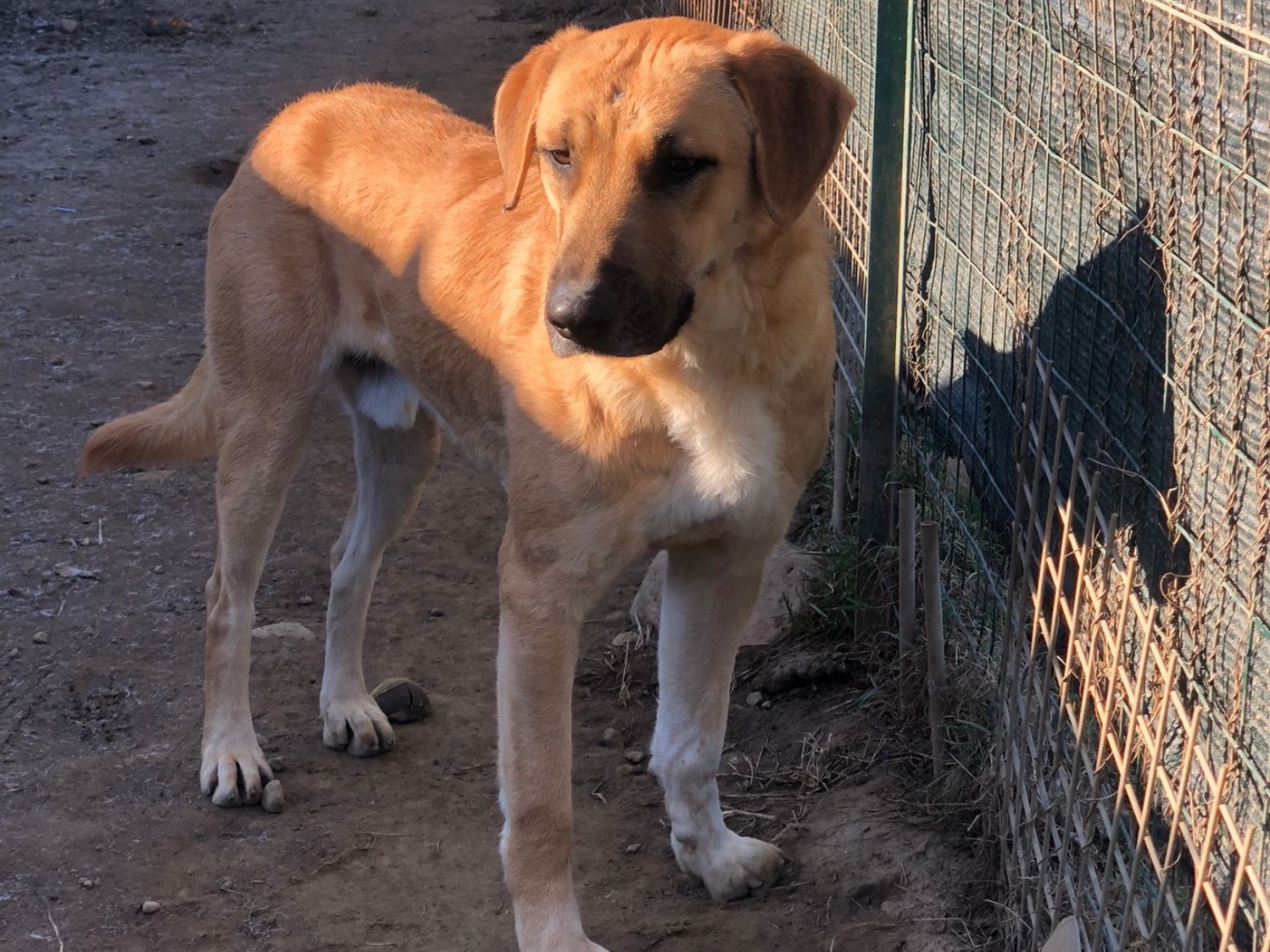 Adotta un cane, taglia grande, maschio, Como