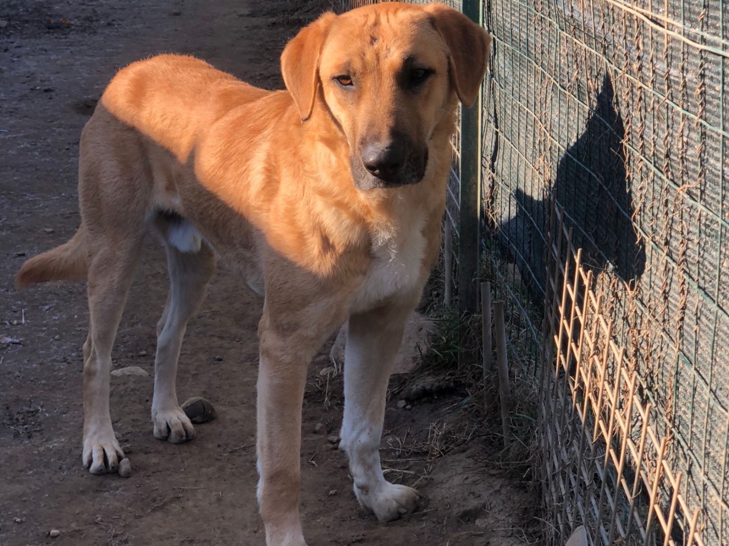 Vuoi adottare un cane a Como?
