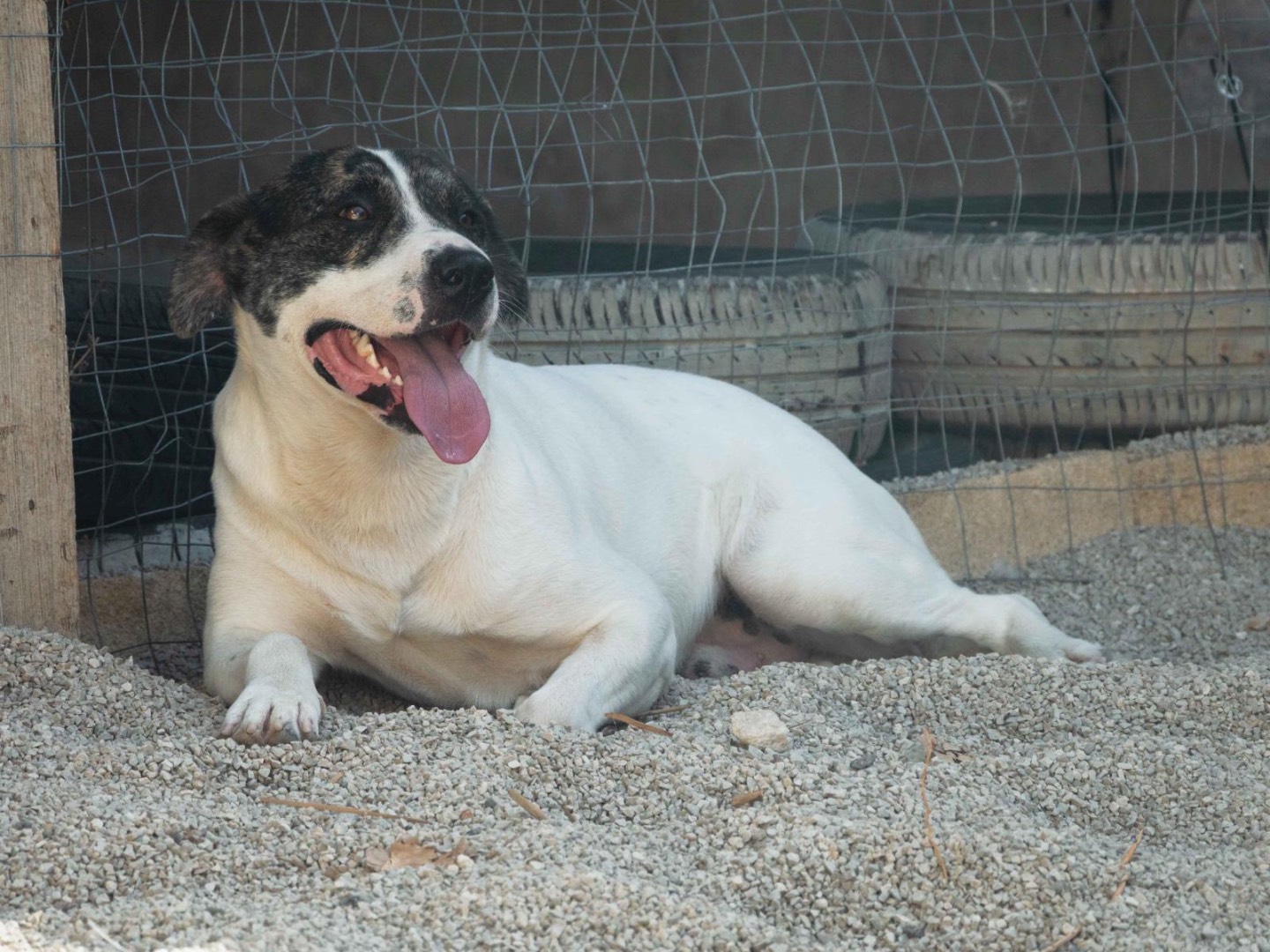 Vuoi adottare un cane a Palermo?