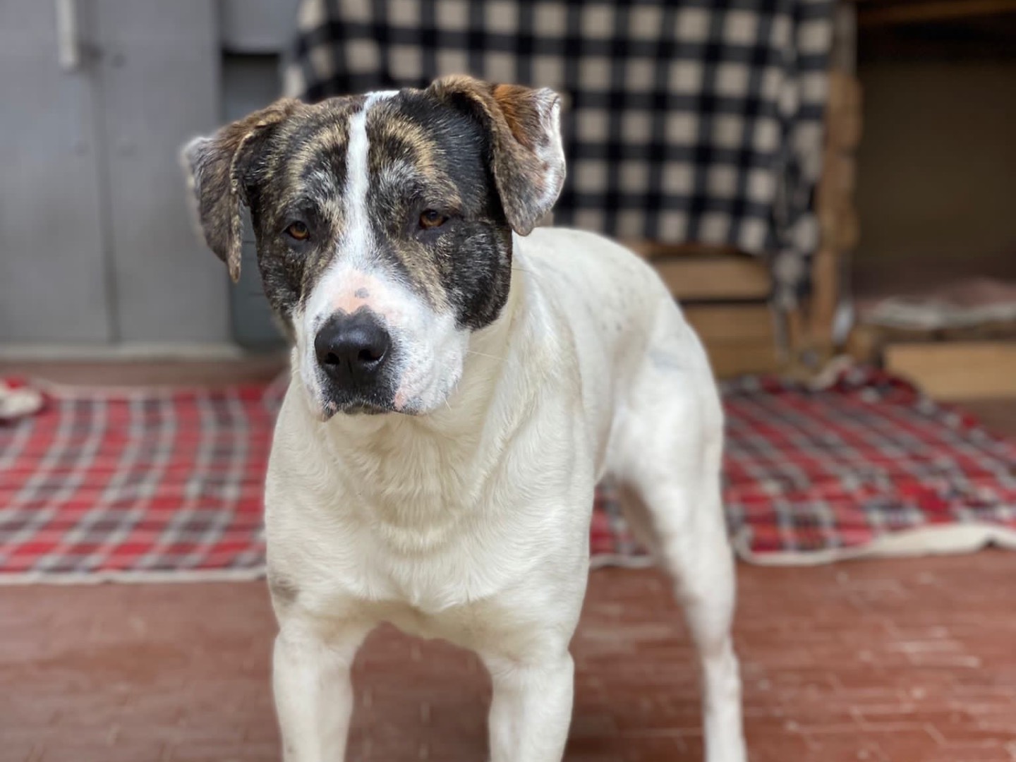Adotta il cane Denver a Palermo