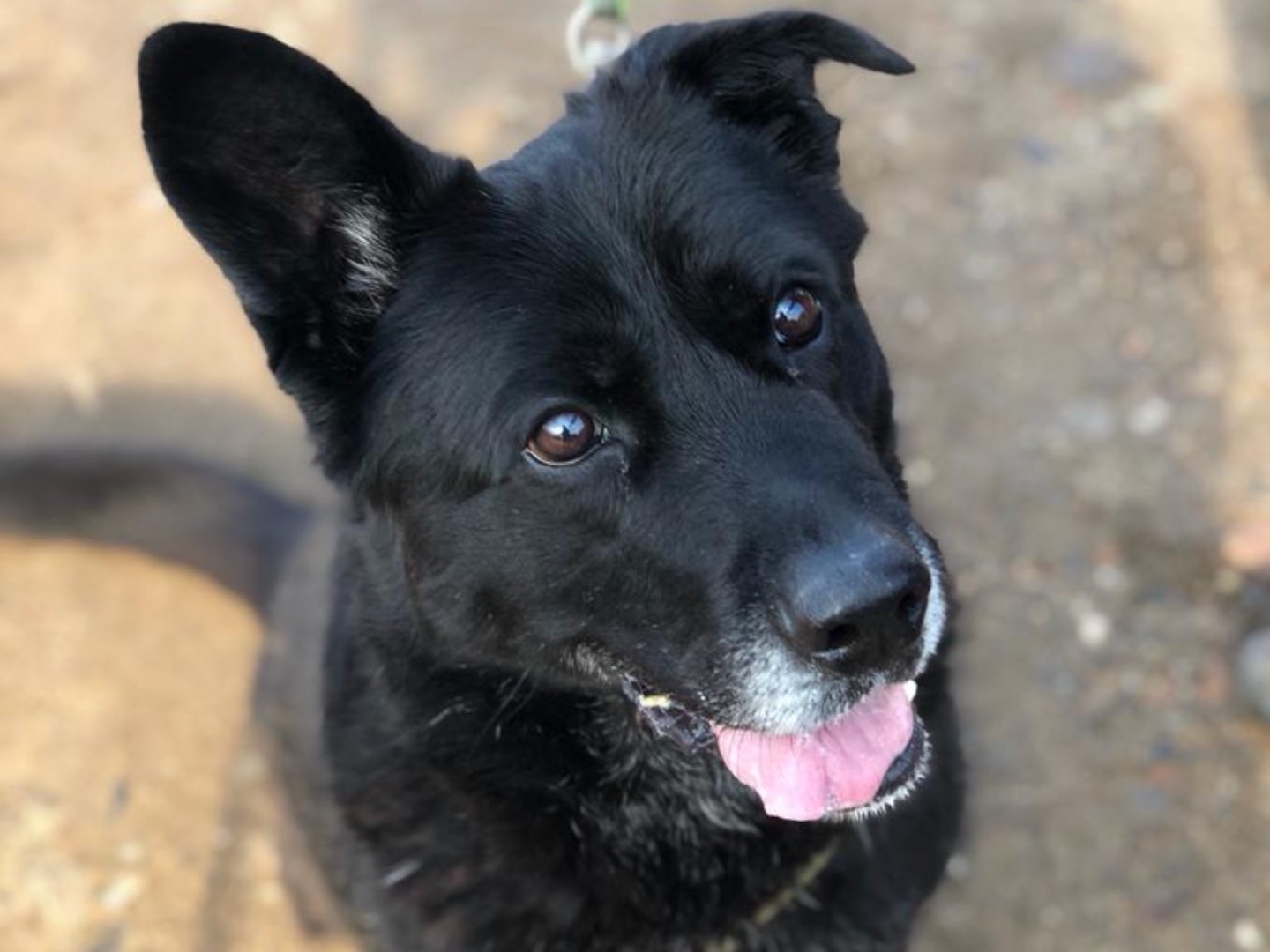 Adozione cane, maschio, meticcio, 6 anni  e 9 mesi , taglia media, Como