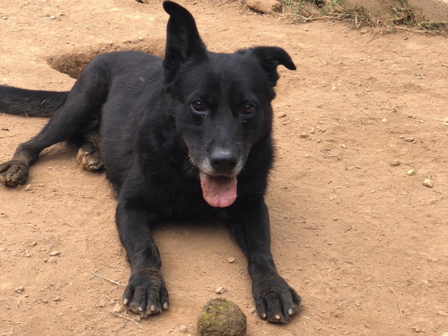 Adotta un cane, maschio, 6 anni  e 9 mesi , Como